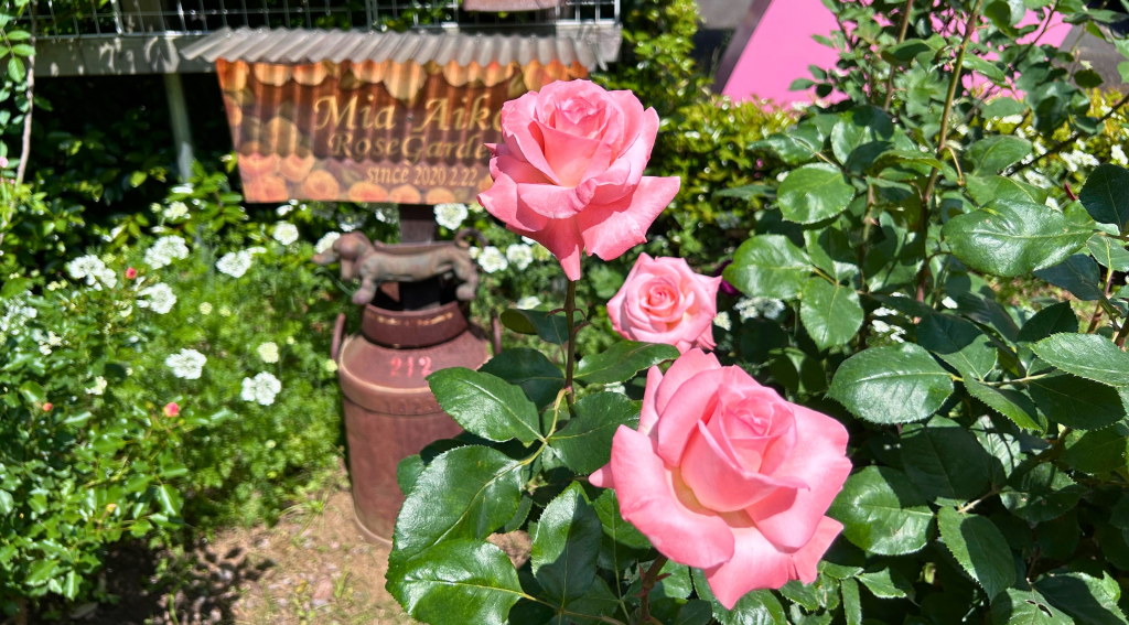 山野美容芸術短期大学 ヤマタン 美容学校 ミア愛子ローズガーデン